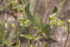 Valerianella carinata