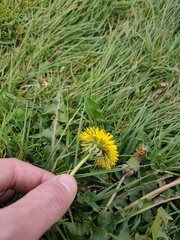 Taraxacum