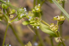 Valerianella carinata