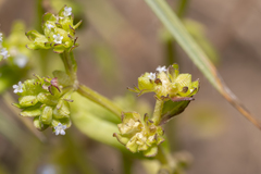 Valerianella carinata