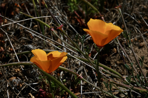 iNaturalist observation photo of California poppy