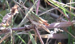 Allotruxalis gracilis