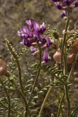 Astragalus magdalenae