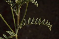 Astragalus magdalenae