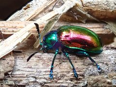 Platycorynus sauteri