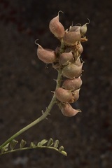 Astragalus magdalenae