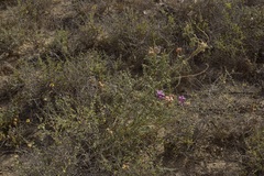 Astragalus magdalenae