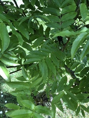 Pterocarya