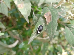 Asphaera albomarginata