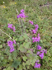 Lunaria annua