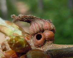 Andricus galeatus