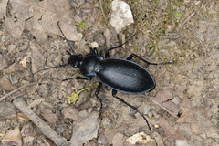 Carabus scheidleri
