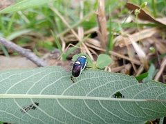 Asphaera albomarginata