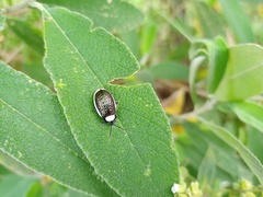 Asphaera albomarginata