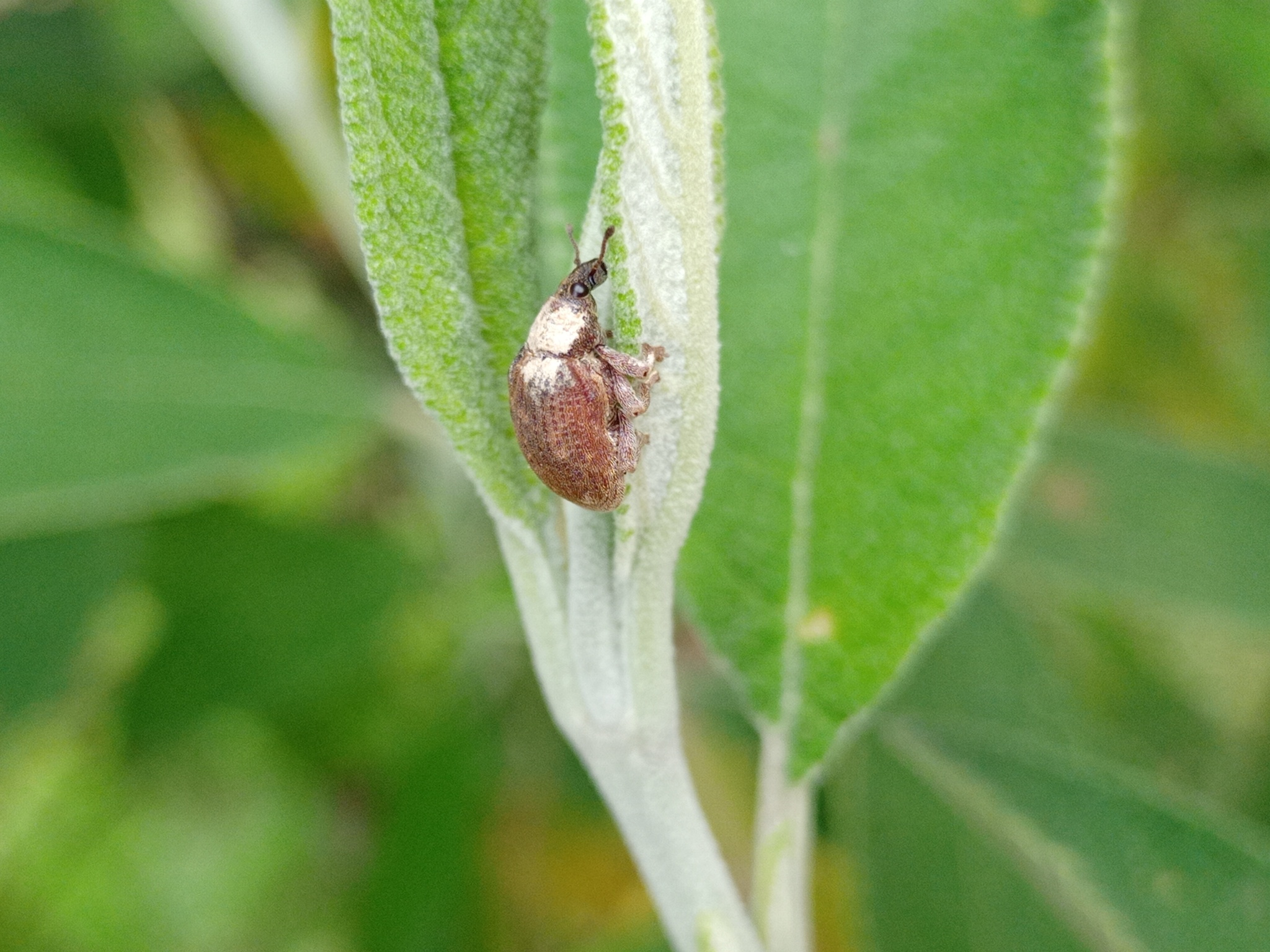 Gonipterus platensis image