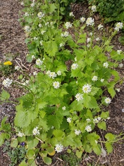 Alliaria petiolata