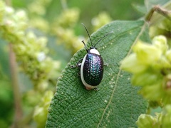 Asphaera albomarginata