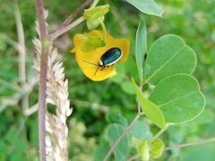 Asphaera albomarginata