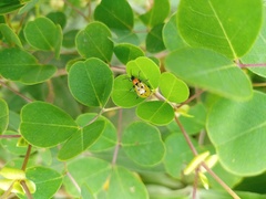 Diabrotica decempunctata