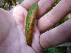 Phyllonorycter ledella