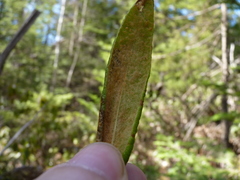 Phyllonorycter ledella