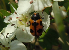 Cryptocephalus quinquepunctatus