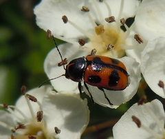 Cryptocephalus quinquepunctatus