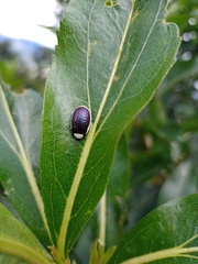 Asphaera albomarginata