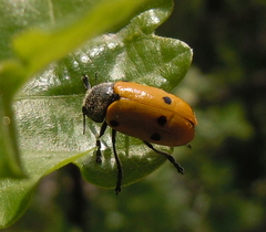 Lachnaia sexpunctata