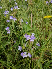 Veronica filiformis