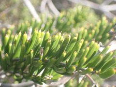 Asparagus crassicladus
