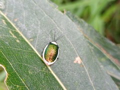 Asphaera albomarginata