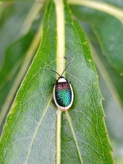 Asphaera albomarginata