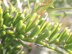 Asparagus crassicladus