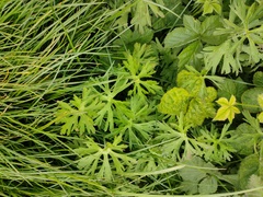 Geranium