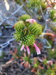 Erica thomae