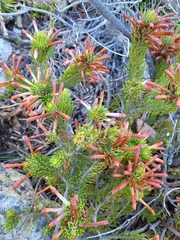 Erica thomae