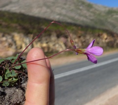 Oxalis ioeides