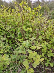 Reynoutria japonica