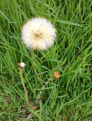 Tussilago farfara