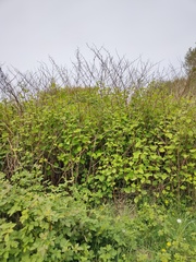 Reynoutria japonica