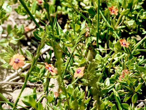 iNaturalist observation photo of scarlet pimpernel