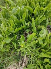 Armoracia rusticana