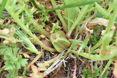 Oenothera triloba