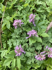 Corydalis solida
