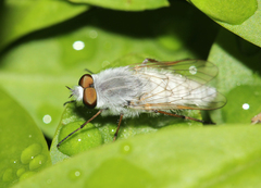 Acrosathe annulata