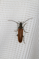 Sparedrus testaceus