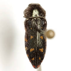 Acmaeodera uvaldensis