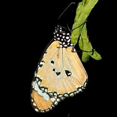 Danaus chrysippus