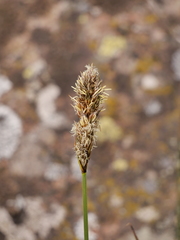 Carex disticha